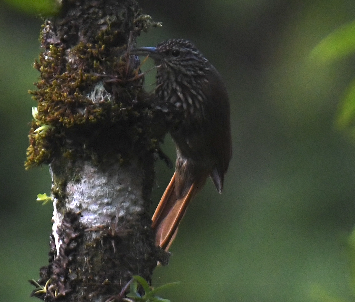 Дереволаз строкатоголовий - ML646251349