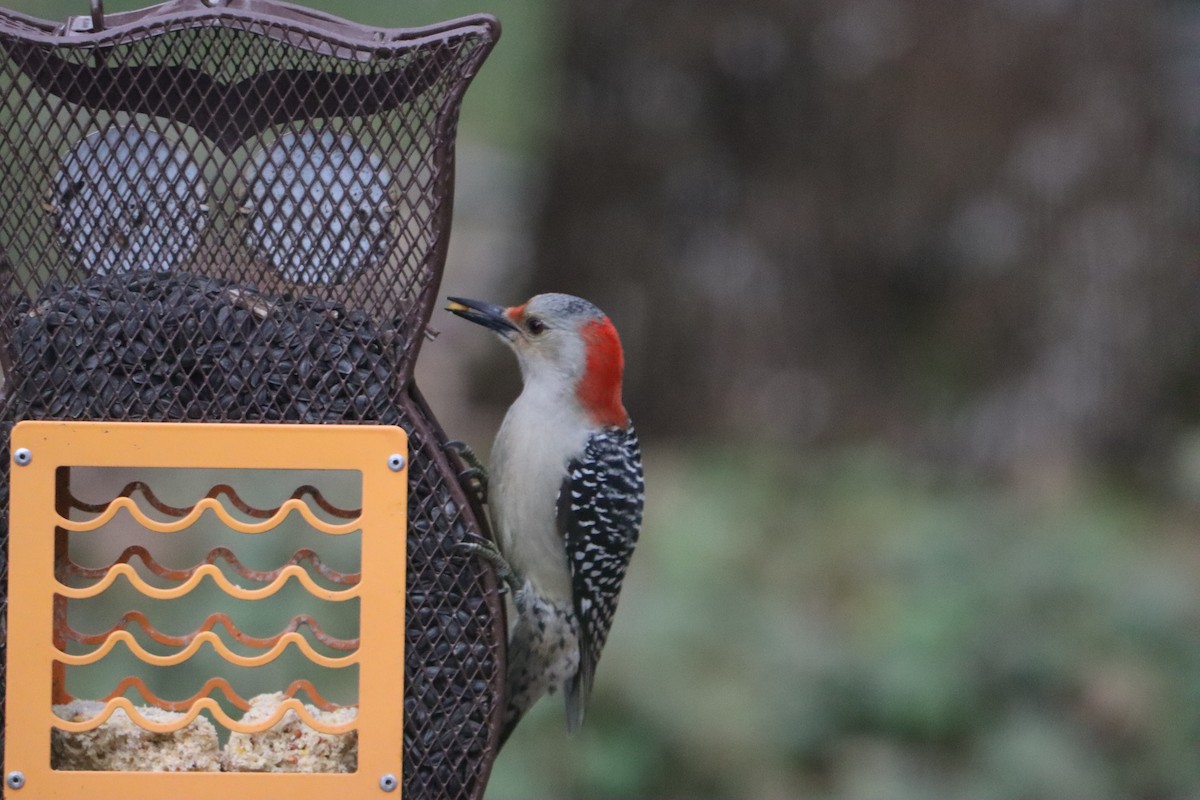 Red-bellied Woodpecker - ML646251352