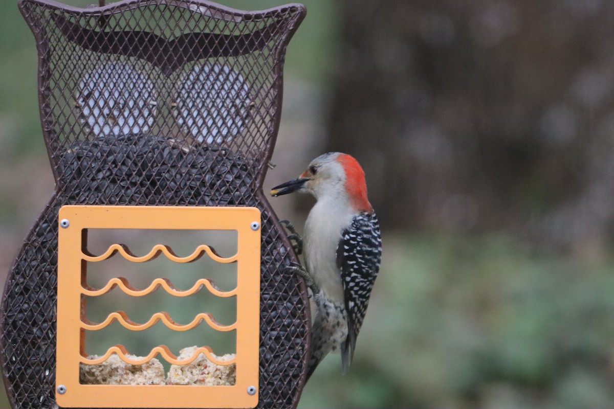 Red-bellied Woodpecker - ML646251353