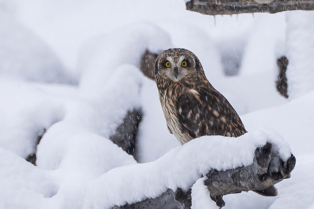 Short-eared Owl - ML646251354