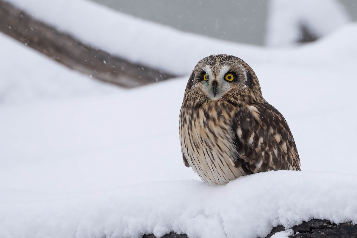 Short-eared Owl - ML646251355