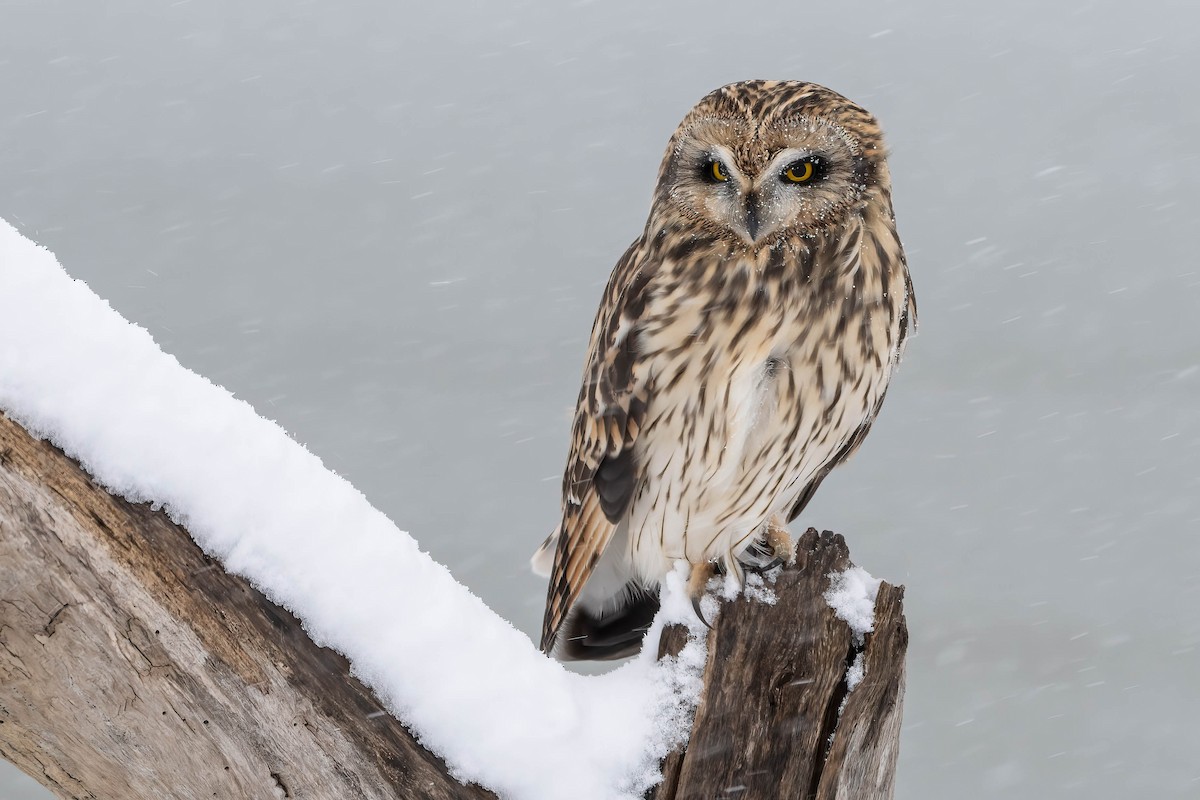Short-eared Owl - ML646251356