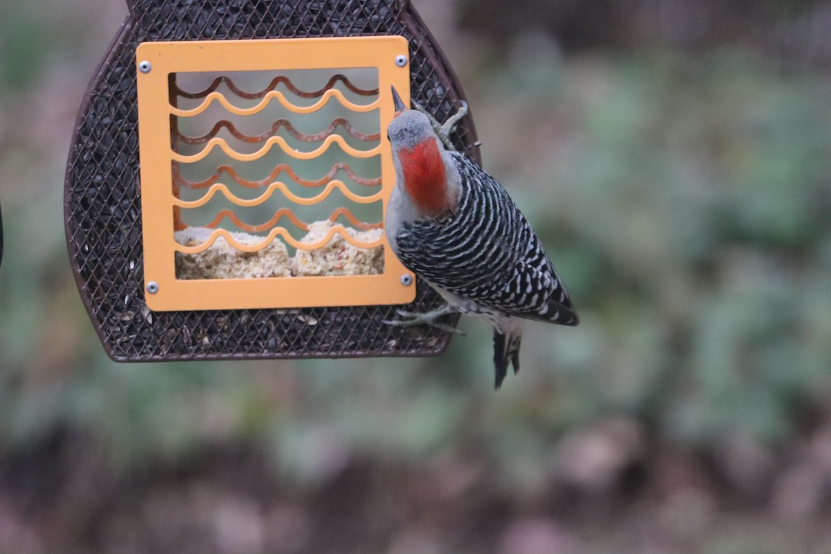 Red-bellied Woodpecker - ML646251357