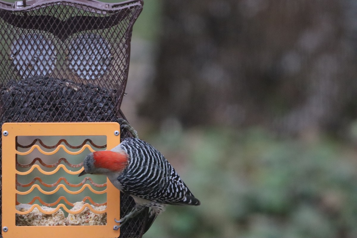 Red-bellied Woodpecker - ML646251358