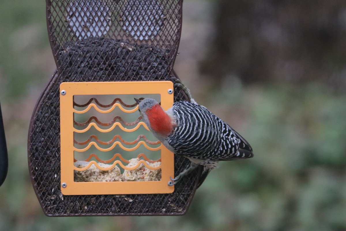 Red-bellied Woodpecker - ML646251360