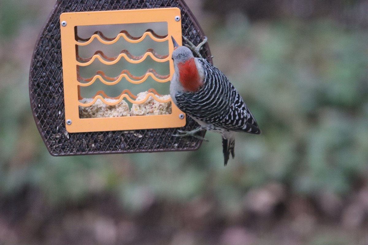 Red-bellied Woodpecker - ML646251361