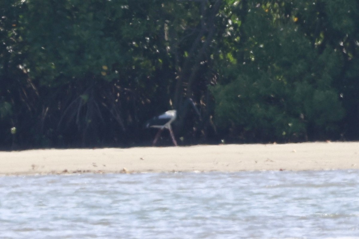 čáp černokrký - ML646251362