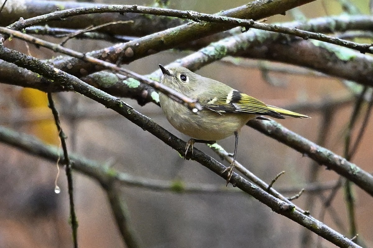 králíček americký - ML646251363