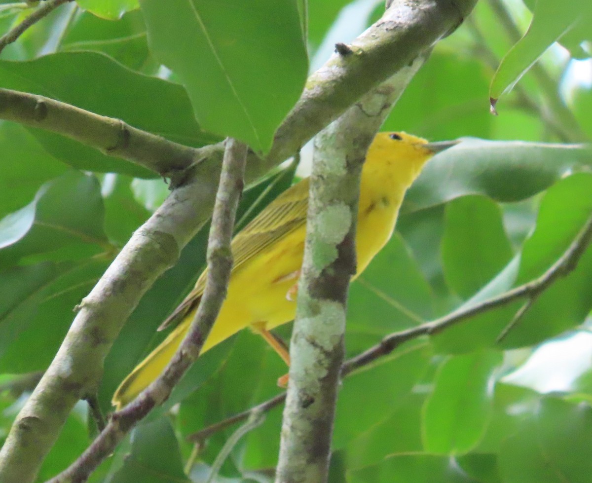 Mangrove Yellow Warbler (Panama) - ML646251364