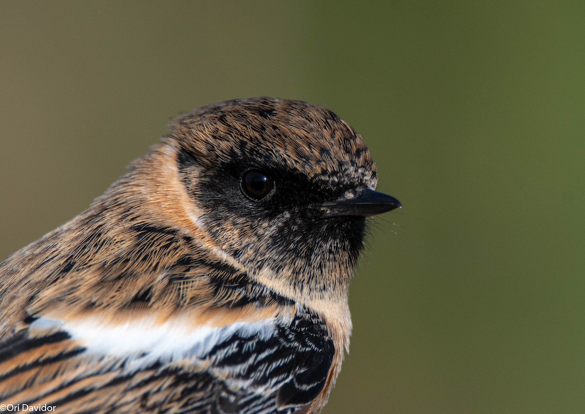 Siberian Stonechat - ML646251375