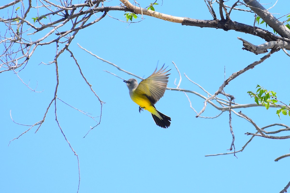 Tirano Occidental - ML646251376