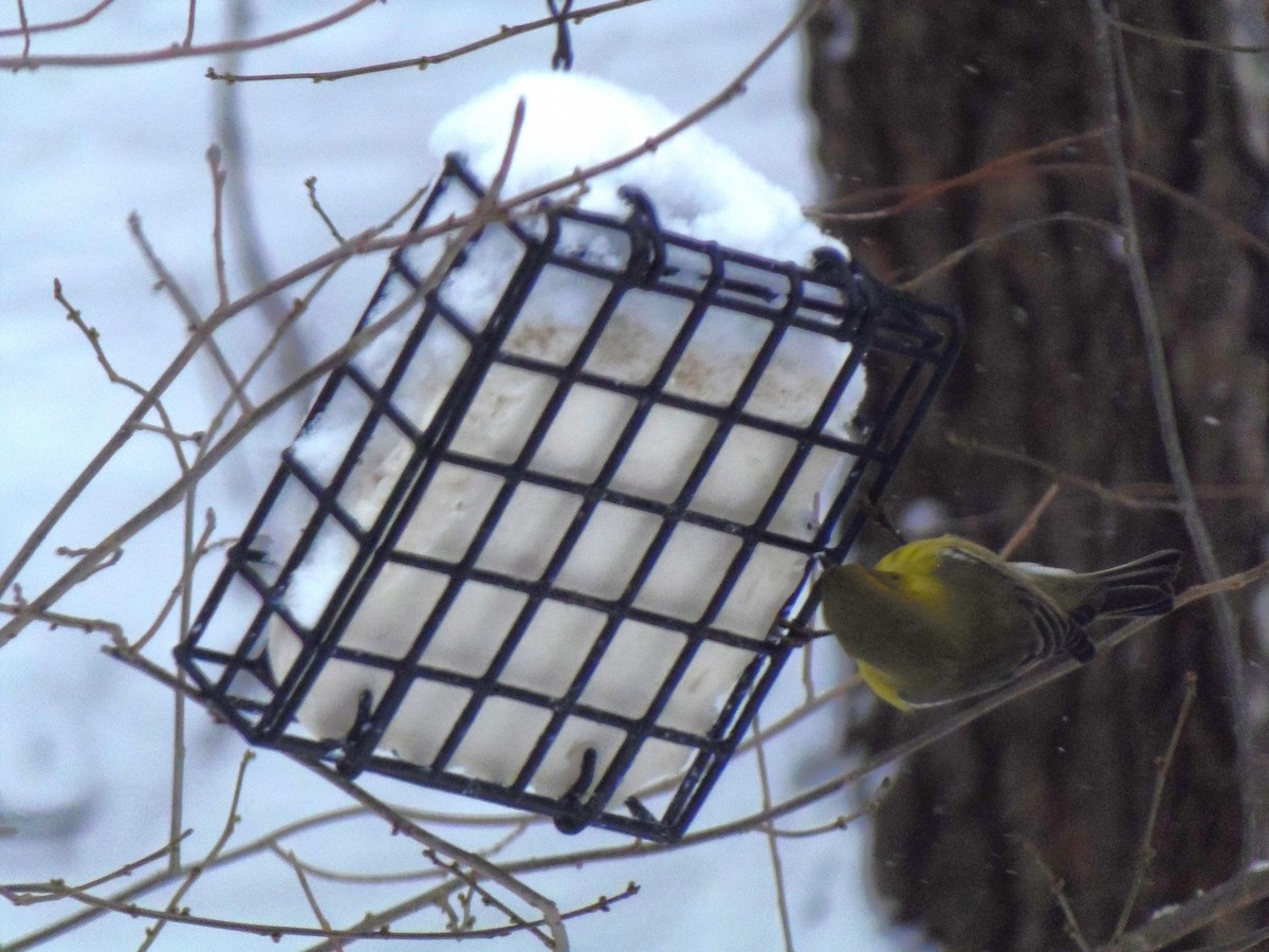 Pine Warbler - ML646251377