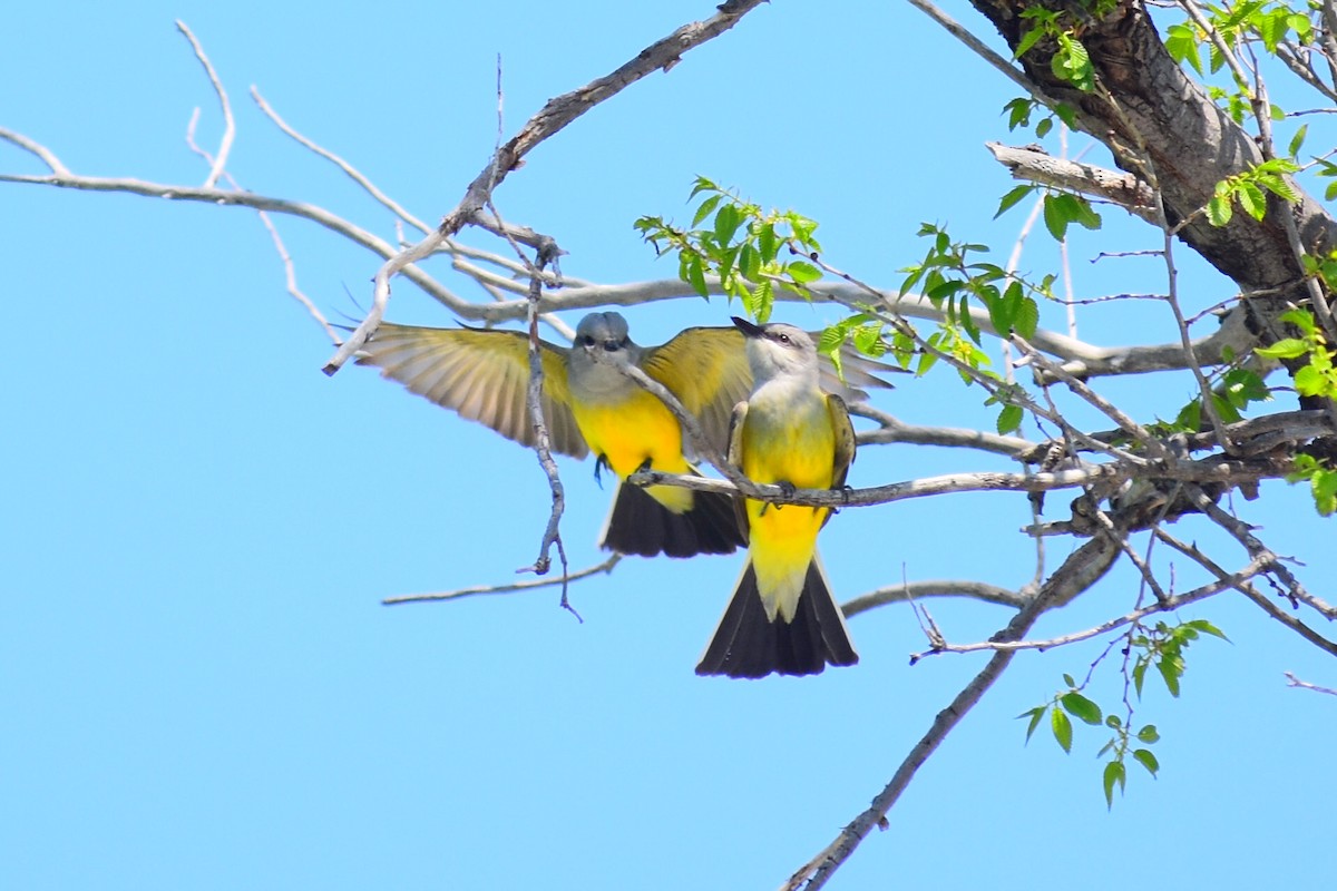 Tirano Occidental - ML646251378