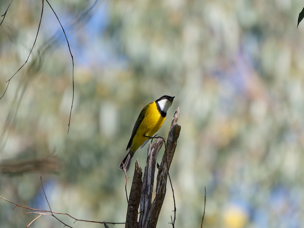 Golden Whistler (Eastern) - ML646251379