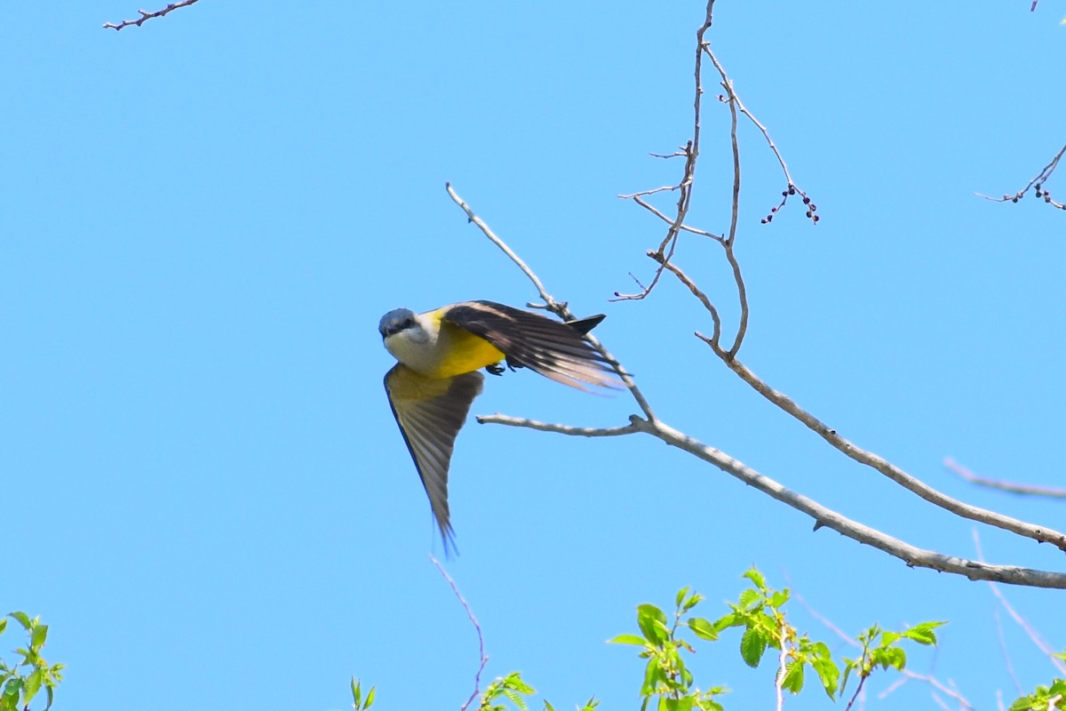 Tirano Occidental - ML646251380