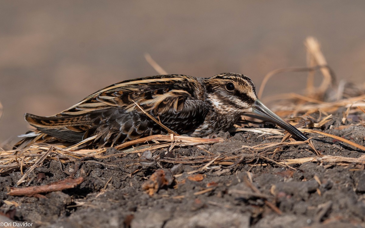 Jack Snipe - ML646251388