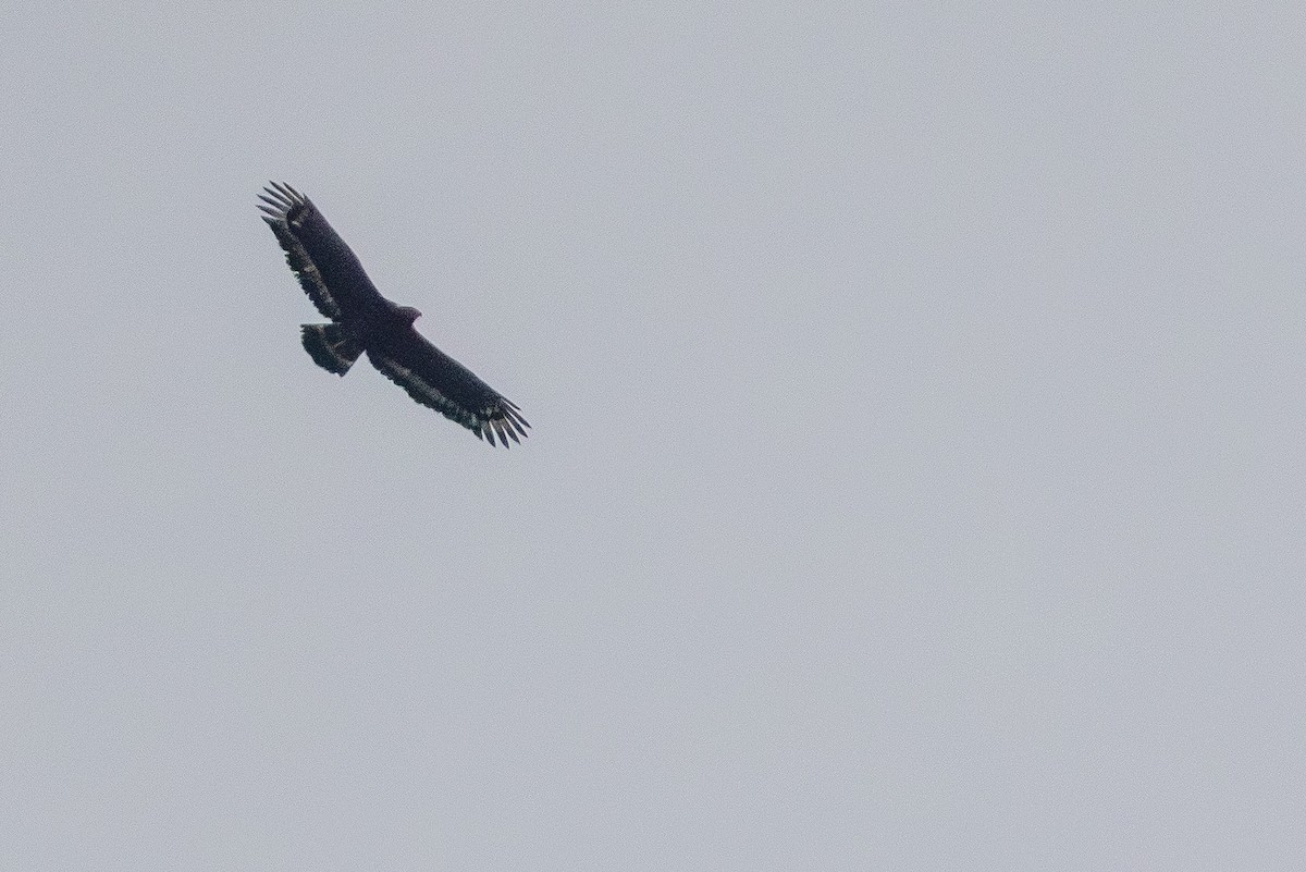 Crested Serpent-Eagle - ML646251406