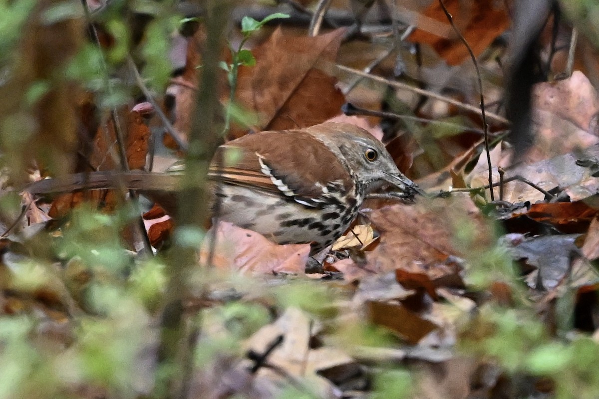Brown Thrasher - ML646251407