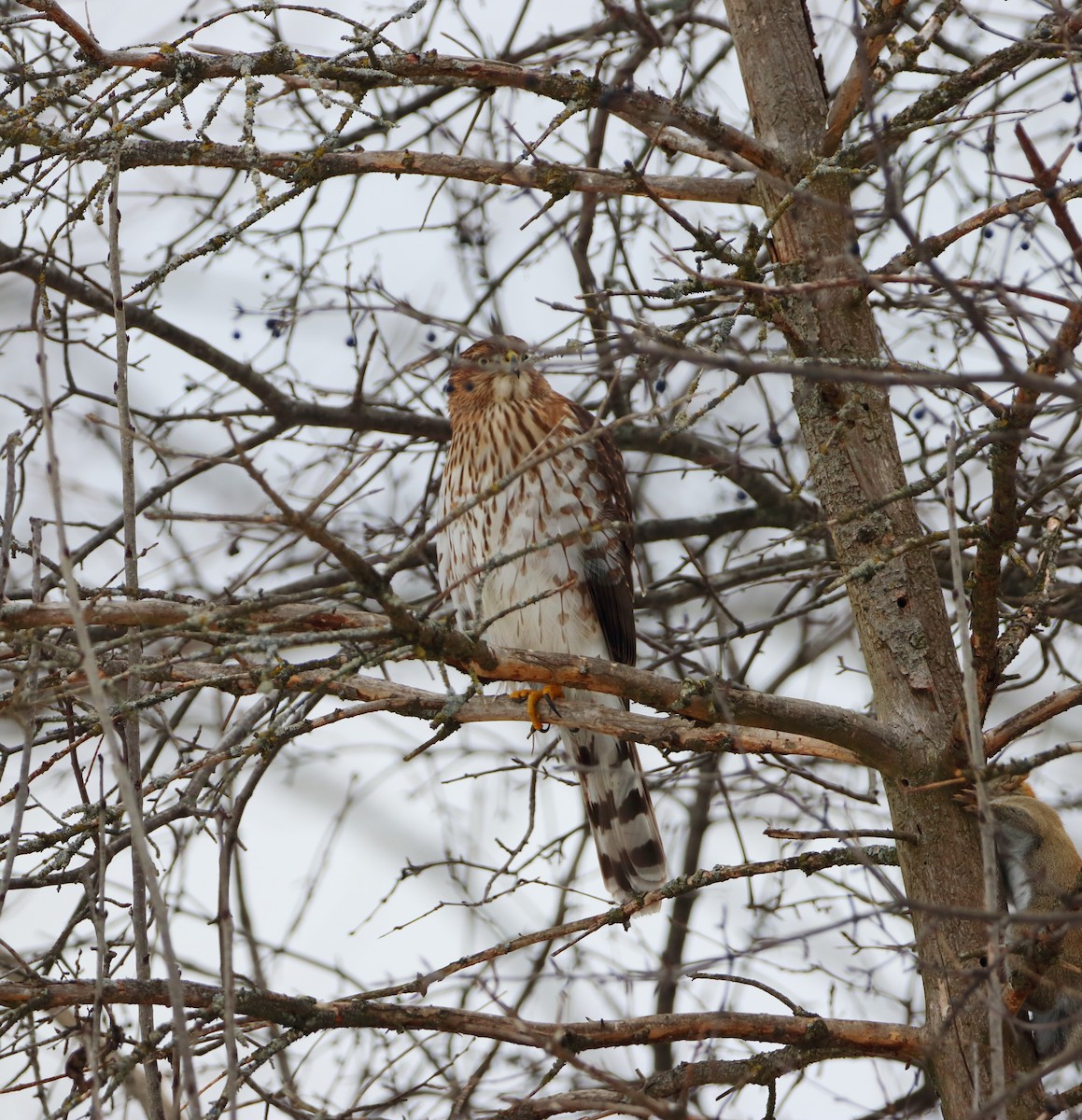 Cooper's Hawk - ML646251425