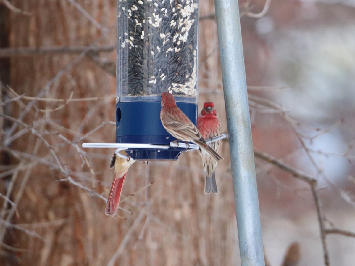 House Finch - ML646251430