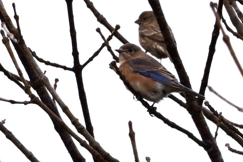 salašník modrý - ML646251432