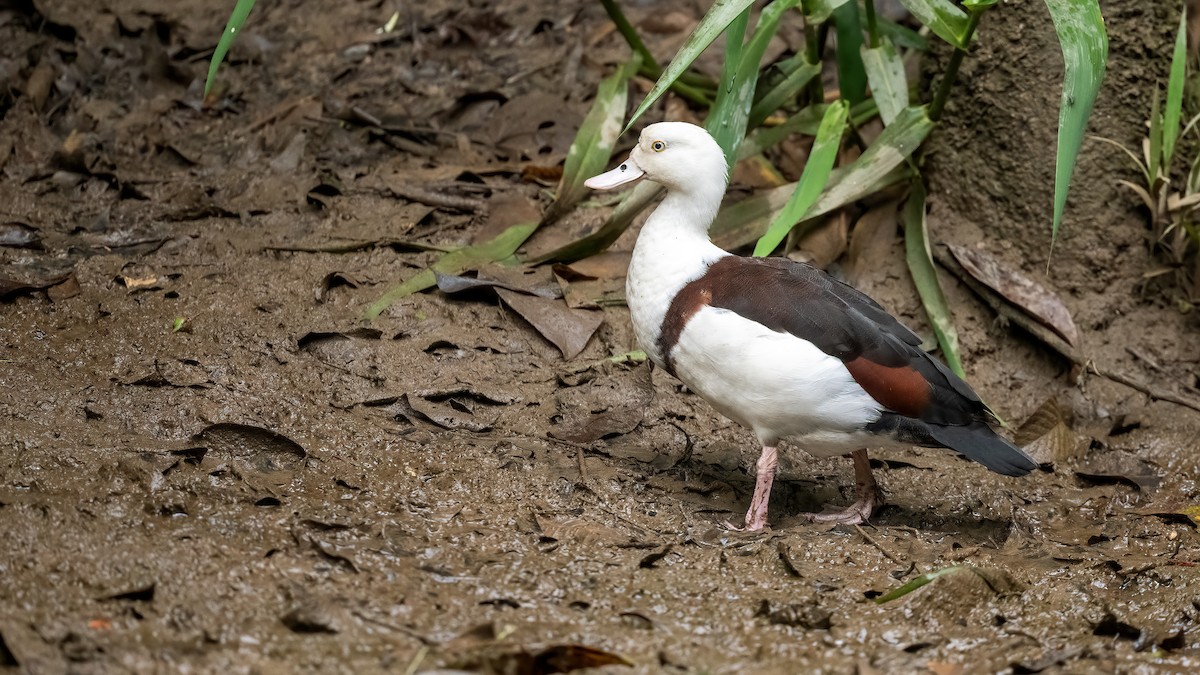 husice bělohlavá - ML646251434