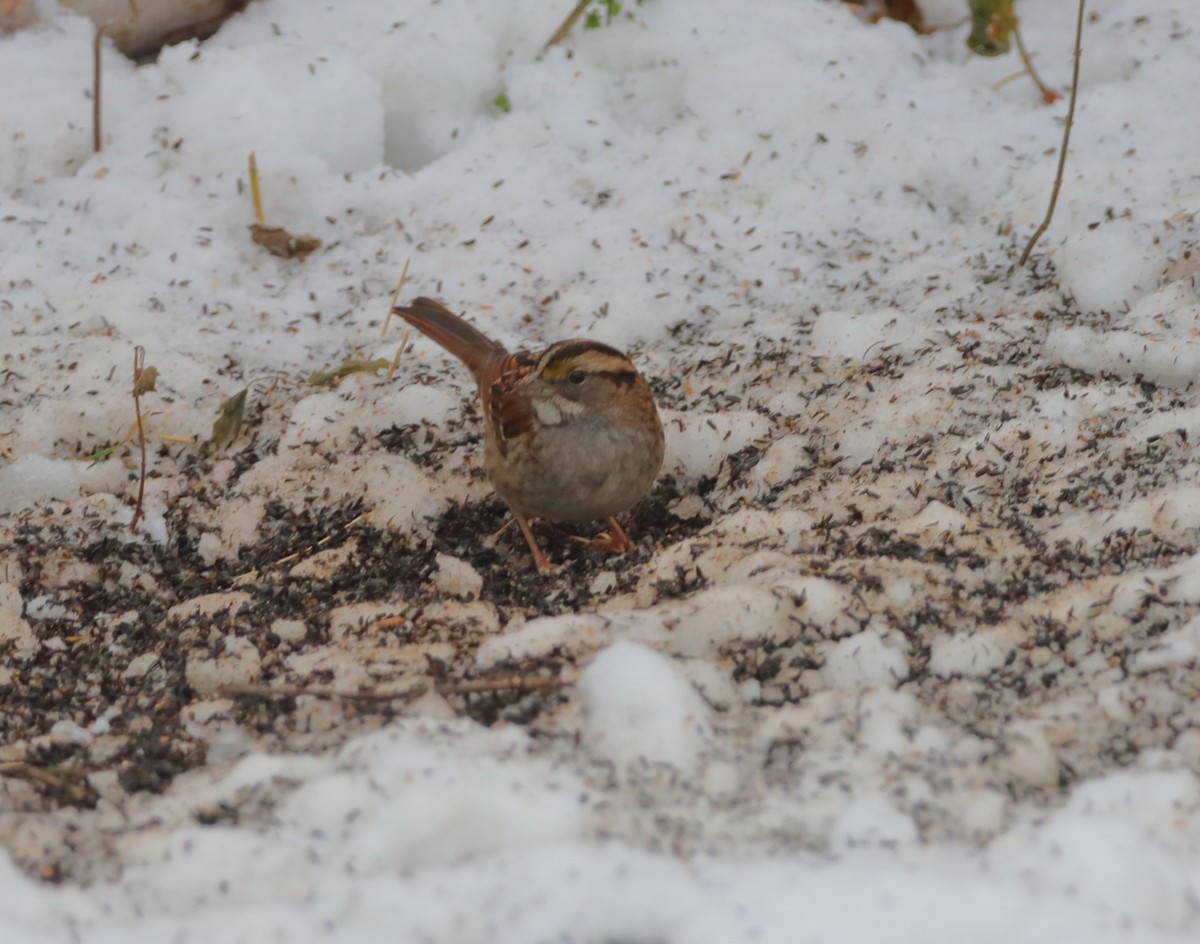 White-throated Sparrow - ML646251435