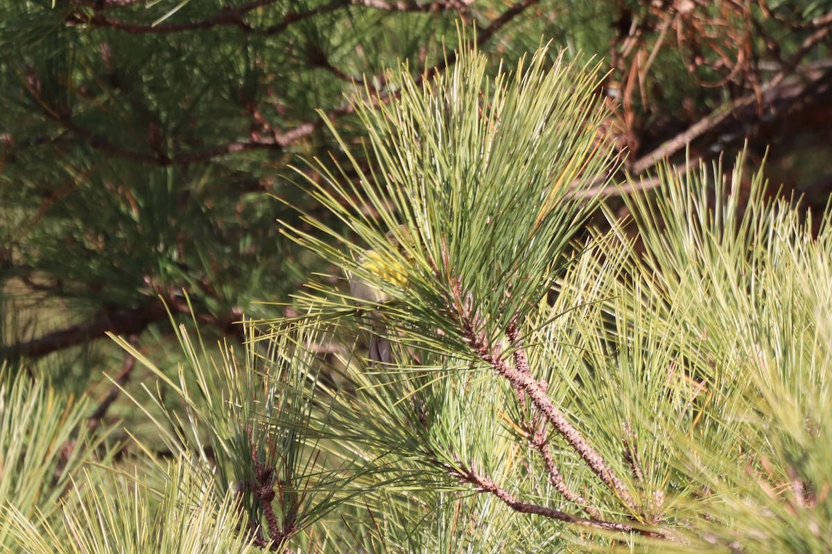 Pine Warbler - ML646251437