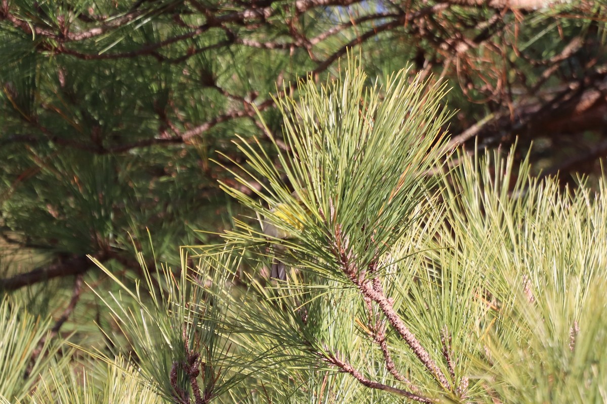 Pine Warbler - ML646251438