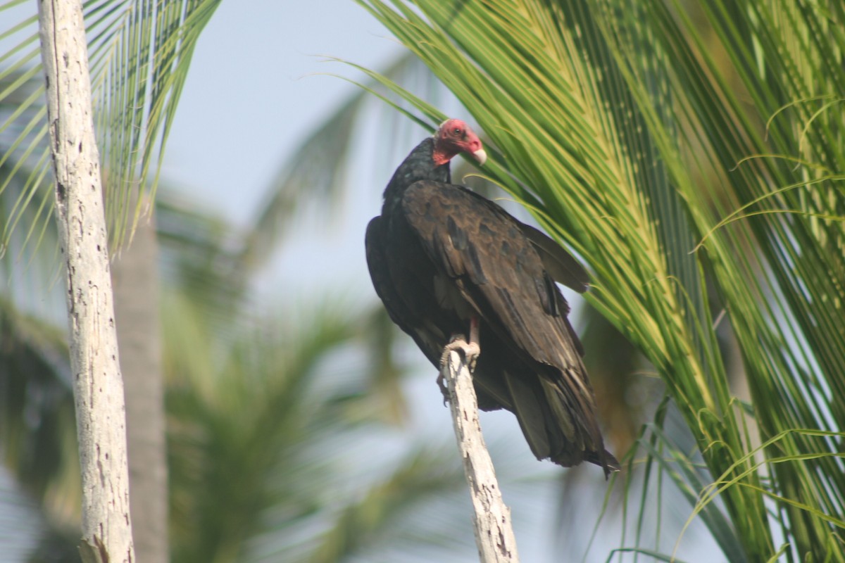 Turkey Vulture - ML646251439