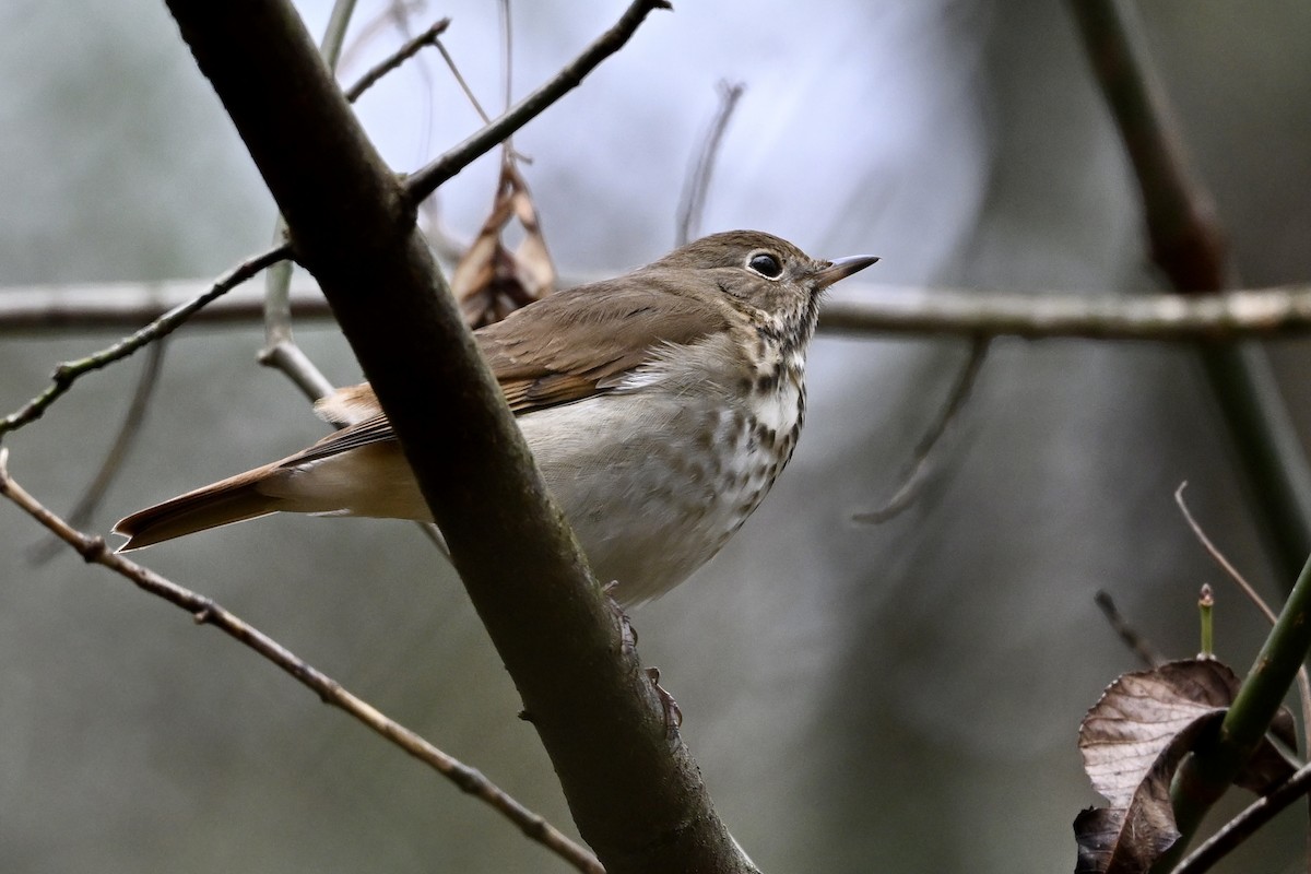 drozd rezavoocasý - ML646251442