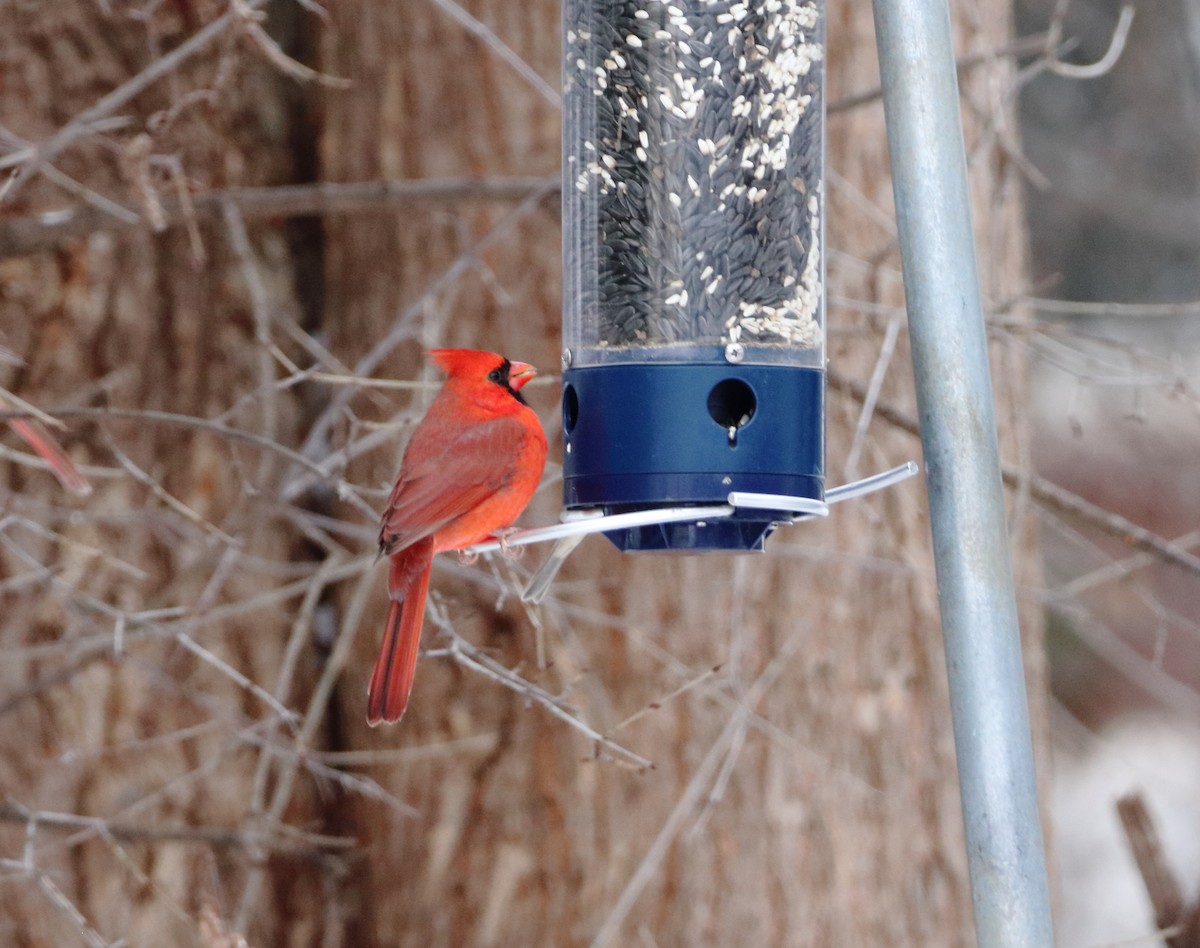 Northern Cardinal - ML646251443