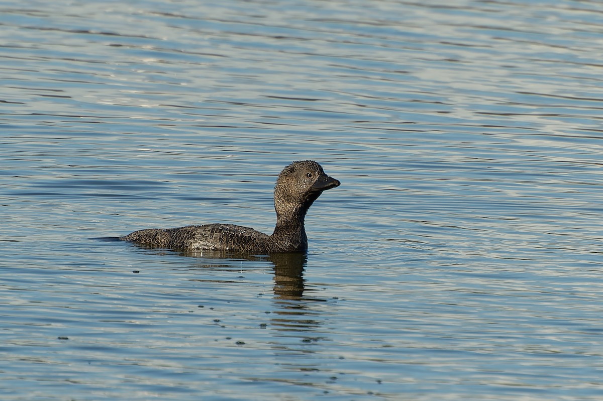 Musk Duck - ML646251451