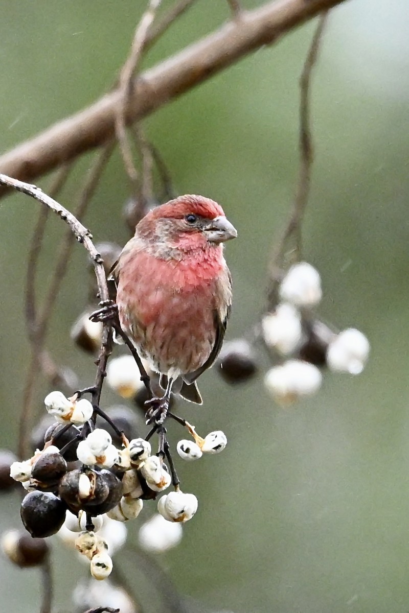 hýl rudoprsý - ML646251452