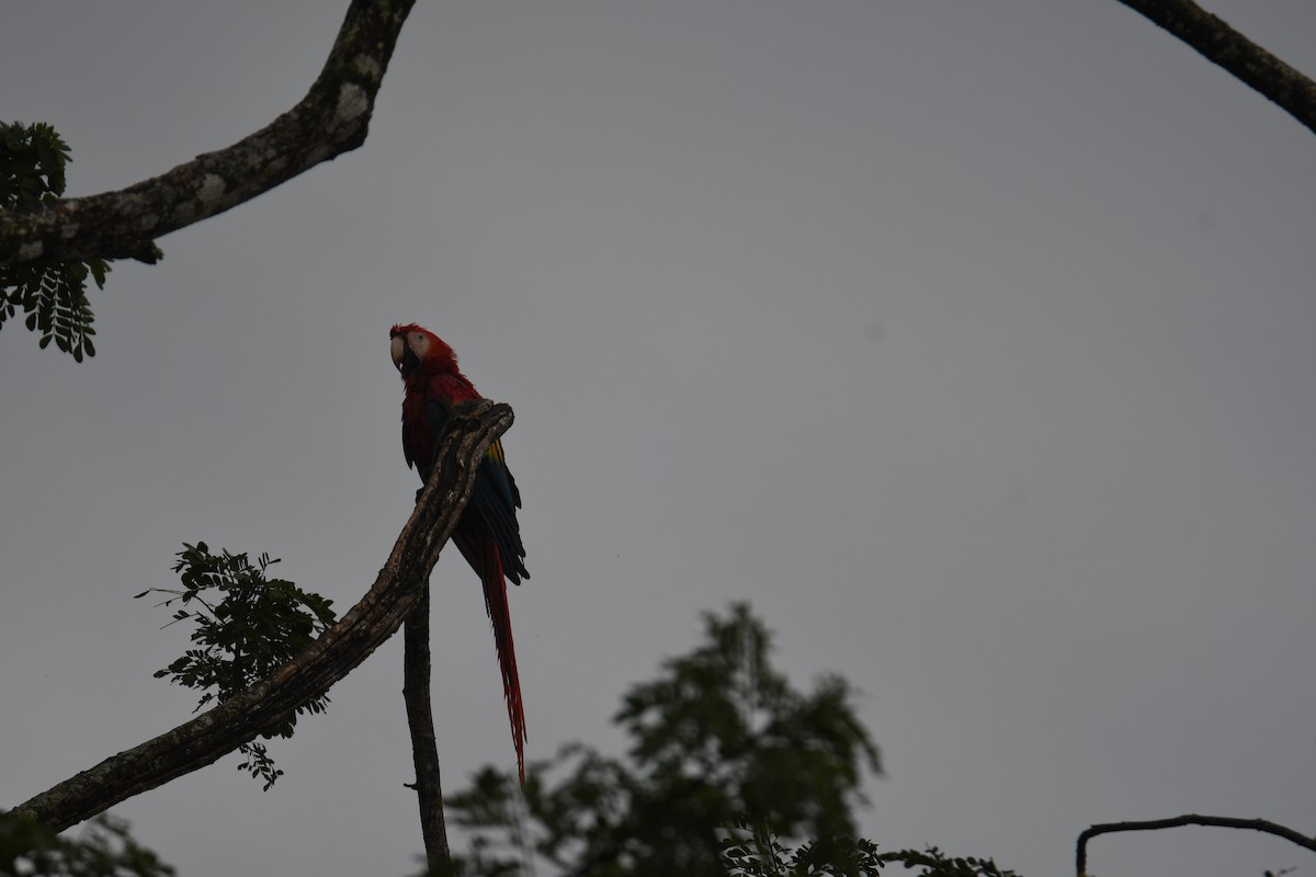 Араканга - ML646251454