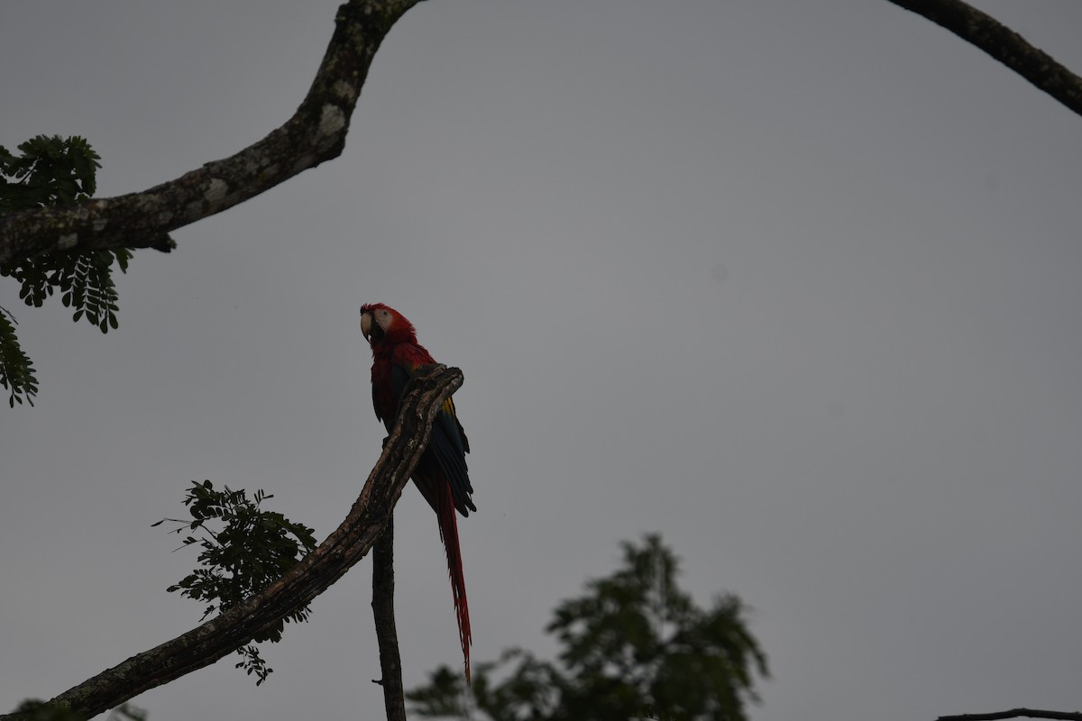 Араканга - ML646251455