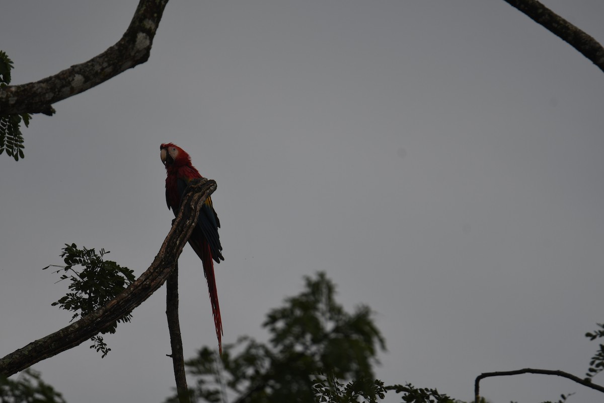 Араканга - ML646251456