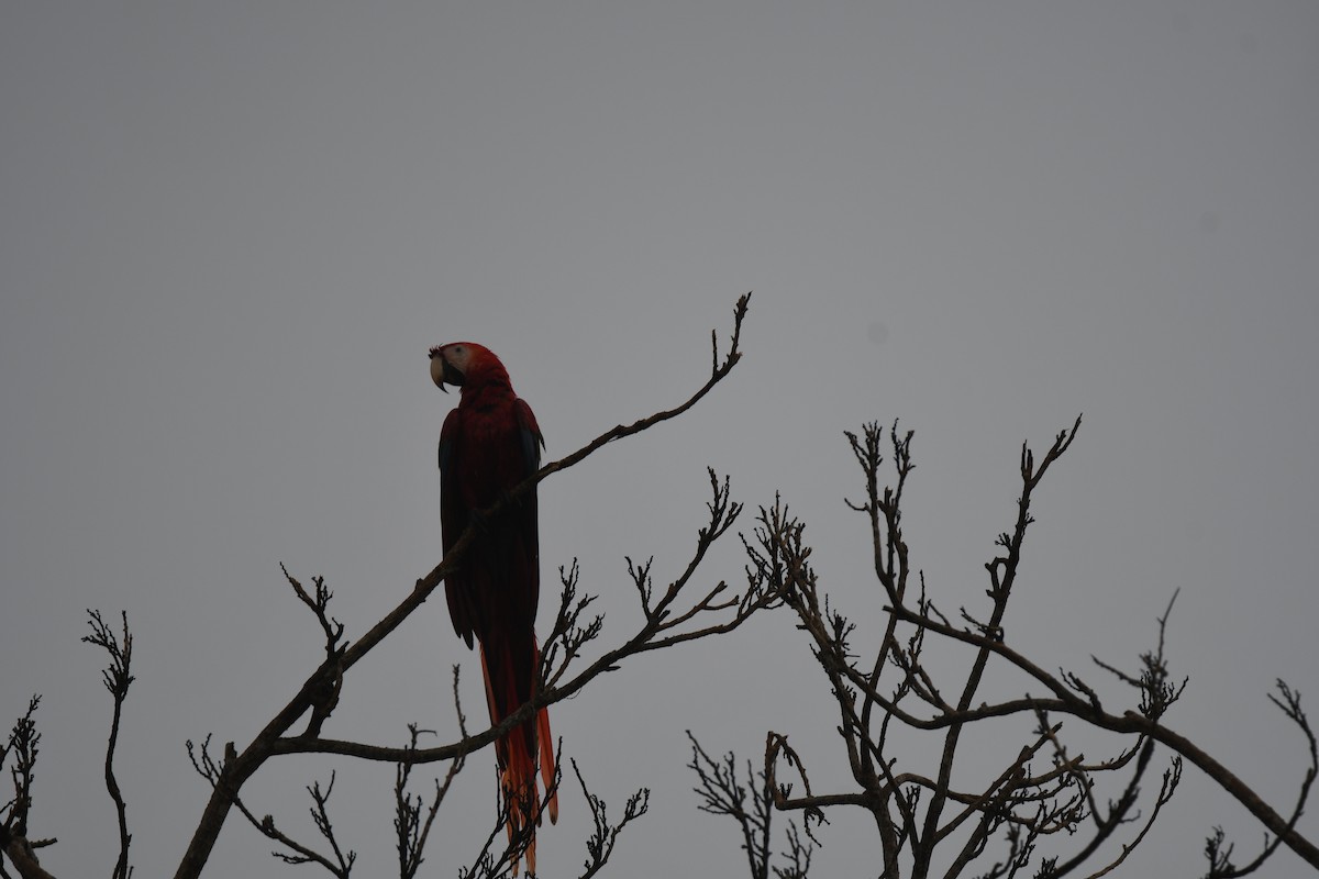 Араканга - ML646251458