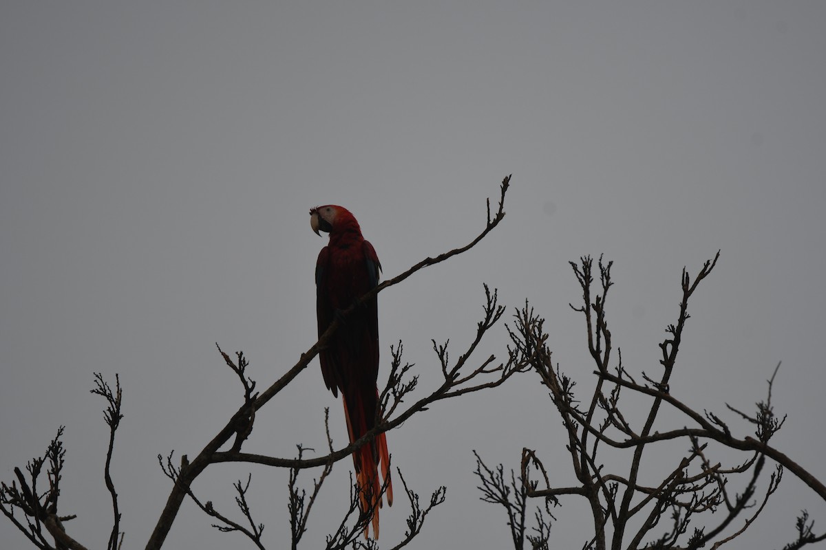 Араканга - ML646251459