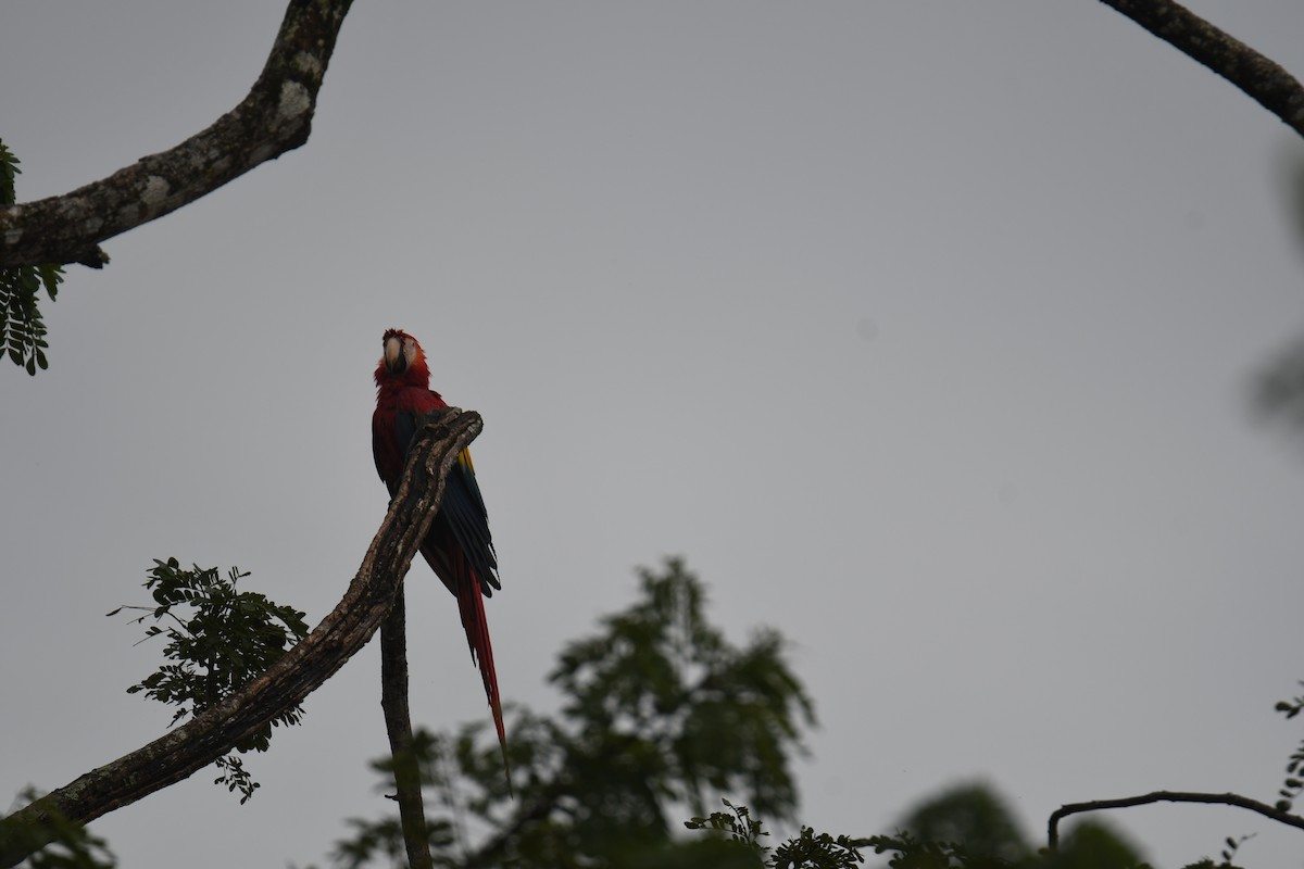 Араканга - ML646251460