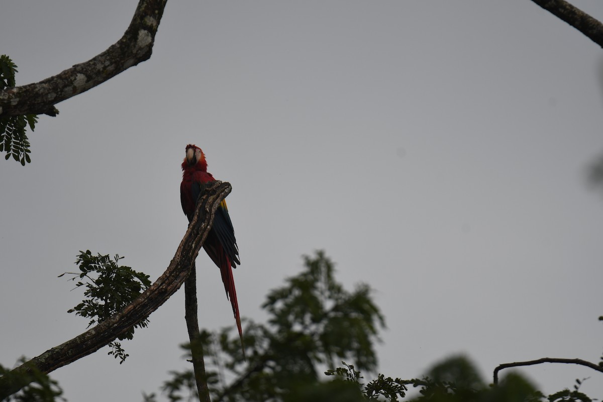 Араканга - ML646251461