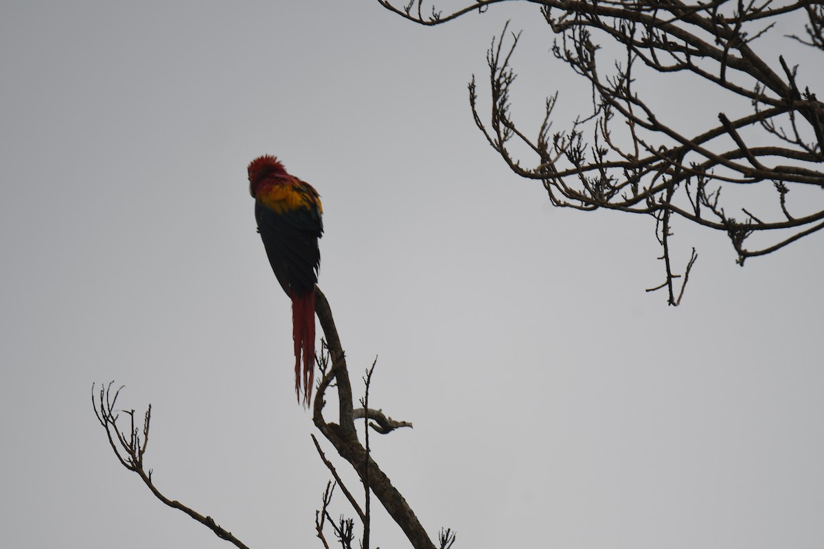 Араканга - ML646251462