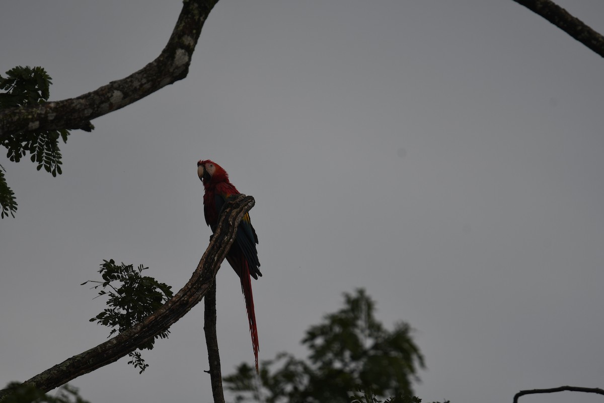 Араканга - ML646251463