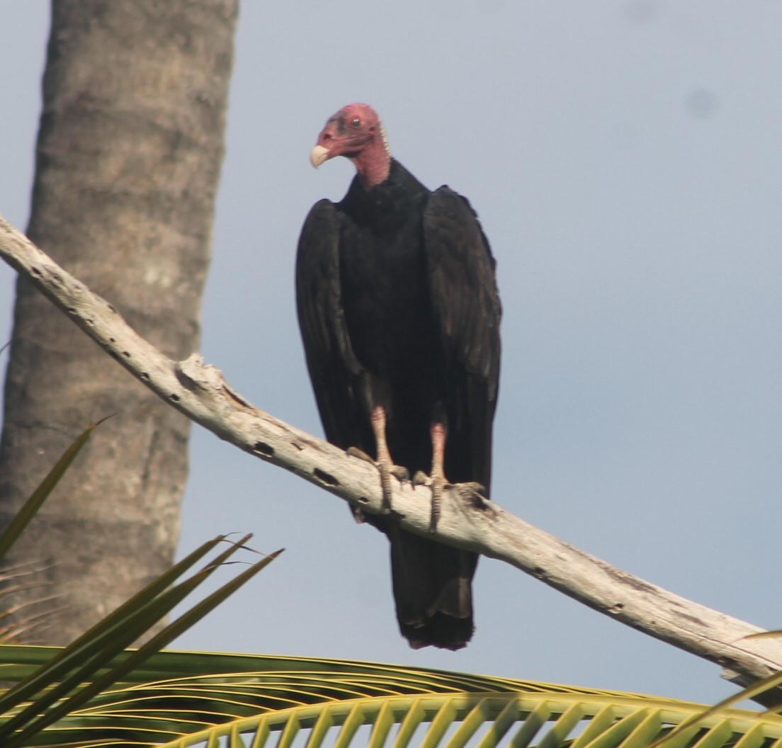 Turkey Vulture - ML646251464