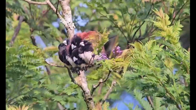 Black-and-white Mannikin (Red-backed) - ML646251470