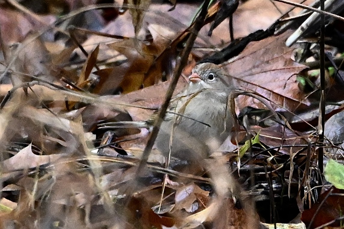 Field Sparrow - ML646251471