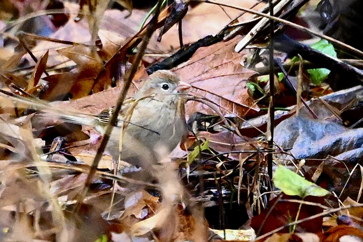 Field Sparrow - ML646251472