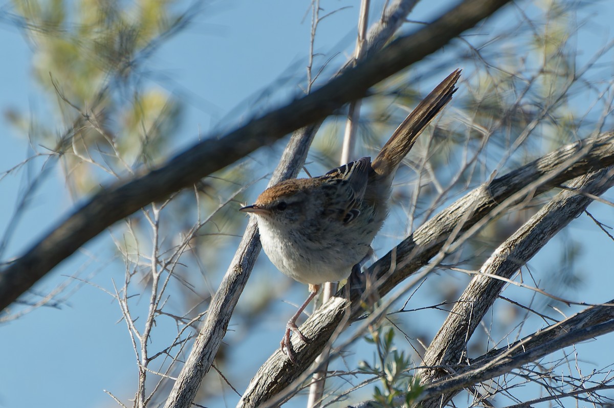 Little Grassbird - ML646251473