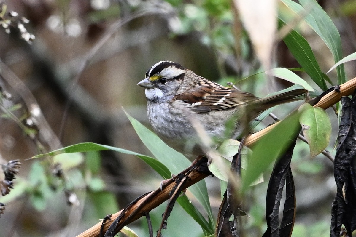 strnadec bělohrdlý - ML646251474