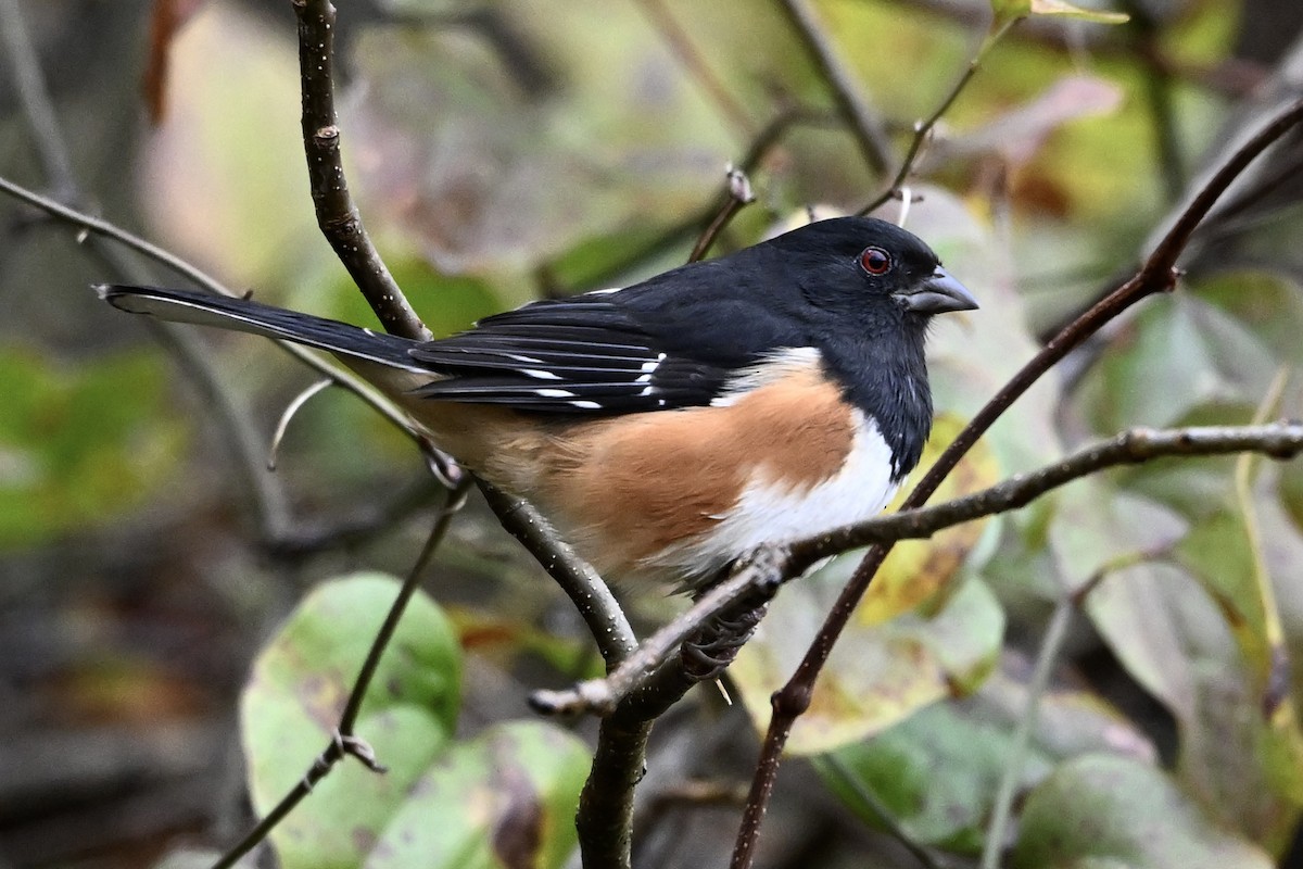 pipilo rudooký - ML646251477